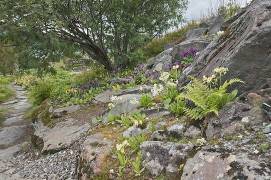 Tromso Arctic-Alpine Botanical Garden, Norway, Primula Flower (Primula)