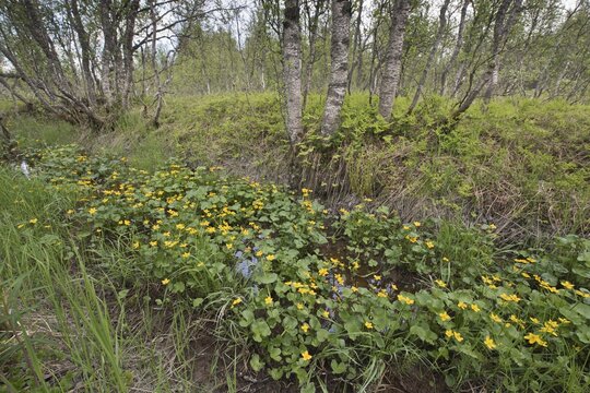 Marsh marigolds (Caltha palustris) in warty birch (Betula pendula), Tromso, Norway