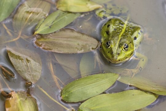 Edible Frog (Rana esculenta) on water plants, Hesse, Germany