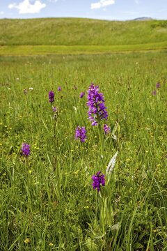 Broad-leaved western marsh orchid (Dactylorhiza majalis), also broad-leaved fingerroot, Oberstdorf, Oberallg&auml;u, Allg&auml;u, Bavaria, Germany