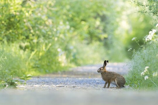 European hare (Lepus europaeus) on field path, Meerbruchwiesen, Steinhuder Meer, Lower Saxony