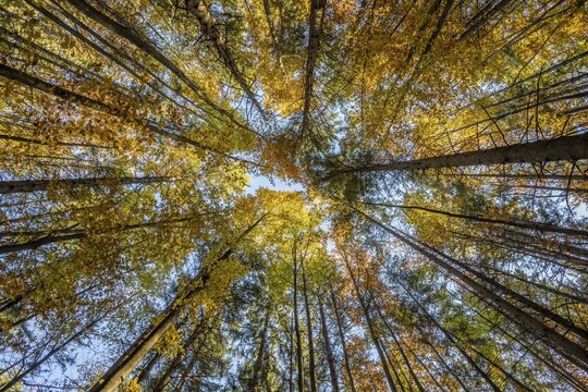 Frog perspective, mixed forest in autumn, near Scharnitz, Bavaria, Germany