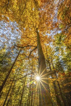 Yellow beech tree, mixed forest in autumn, near Scharnitz, Bavaria, Germany