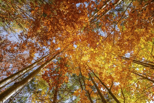 Frog perspective, deciduous forest in autumn, near Scharnitz, Bavaria, Germany