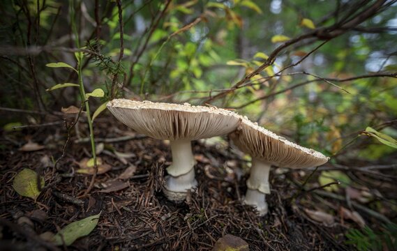 Pearl mushroom (Amanita rubescens), two mushrooms on forest floor, Canada