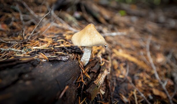Roof fungus (Pluteus), grows on a fallen tree trunk, on forest floor, Canada