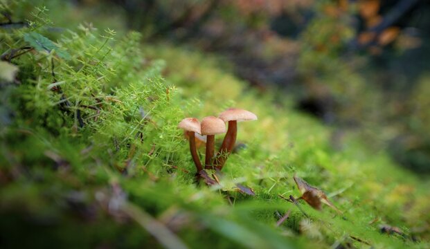 Helminth (Mycena), three mushrooms in moss, Canada
