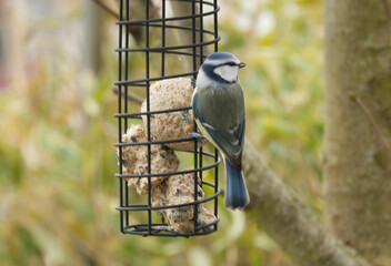 blue tit feeding on a suet ball at a garden bird feeder © Barton