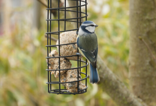 blue tit feeding on a suet ball at a garden bird feeder