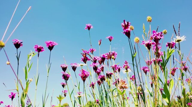 Leuchtend purpurrote Karth&auml;usernelken recken sich auf einer sommerlichen Wiese dem tiefblauen Himmel entgegen. Ein harmonisches Bild voller Nat&uuml;rlichkeit und sommerlicher Leichtigkeit.