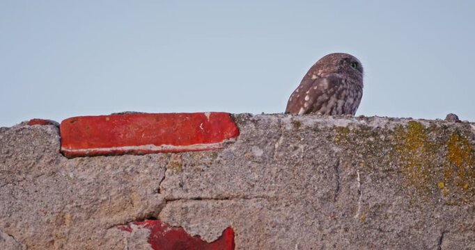 Little Owl Peeking Over Rustic Wall On A Quiet Rooftop With Blue Sky
