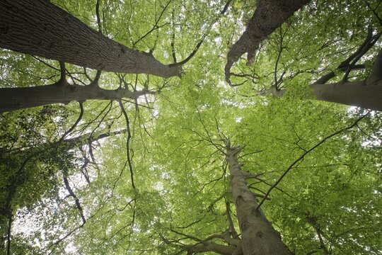 Common beeches (Fagus sylvatica) and english oaks (Quercus robur), Emsland, Lower Saxony, Germany