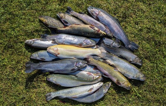 Many caught trout lie in the grass, different species of trout, edible fish
