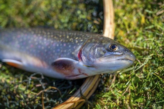 Fishing, trout lying in a landing net