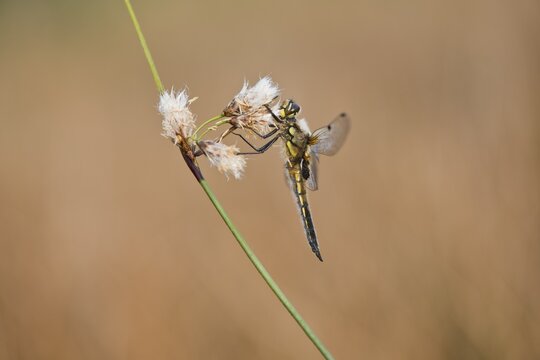 Four-spotted chaser (Libellula quadrimaculata), Emsland, Lower Saxony, Germany