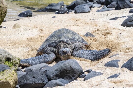 Green turtle (Chelonia mydas), on the beach, Hookipa Beach Park, Maui, Hawaii, USA
