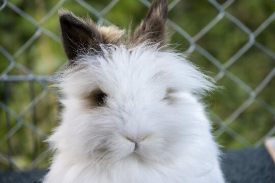 Funny rabbit, Bavaria, Germany