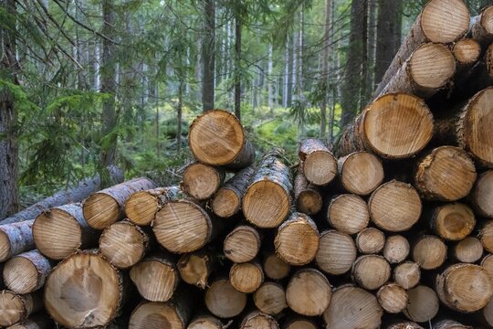 Wood piles, tree trunks, Bavaria, Germany