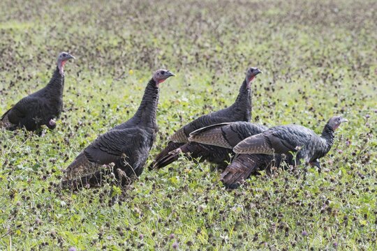 Common turkey (Meleagris gallopavo), Parc Natonal de la Mauricie, Canada