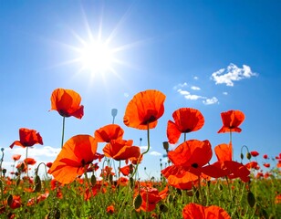 Fototapeta premium Red poppies blooming in a green field under a bright sun and blue sky backdrop