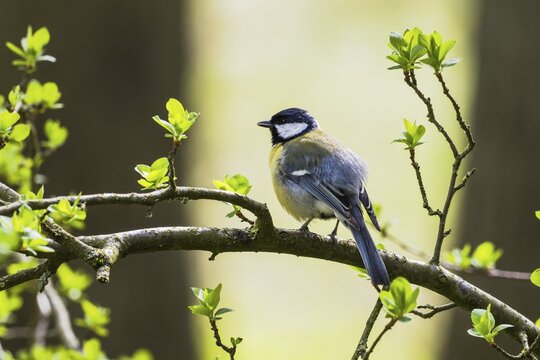 Great tit (Parus major) standing on branch with fresh greenery, Hesse, Germany