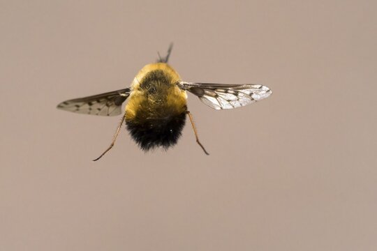 Spotted woolly hawk moth (Bombylius discolor), flying, Hesse, Germany