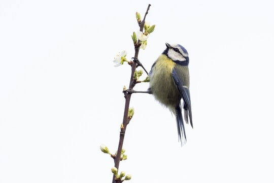 Blue tit (Parus caeruleus) on a flowering cherry branch, Hesse, Germany