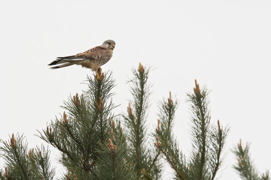 Common kestrel (Falco tinnunculus), Emsland, Lower Saxony, Germany