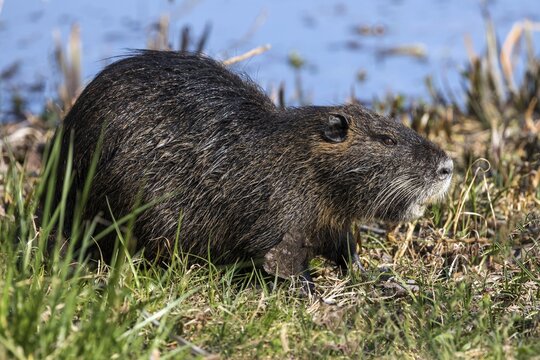 Nutria (Myocastor coypus), also nutria, Baden-W&uuml;rttemberg, Germany