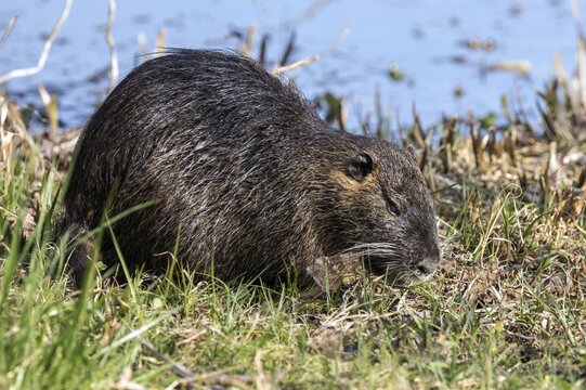 Nutria (Myocastor coypus), also known as nutria, eating grass, Baden-W&uuml;rttemberg, Germany