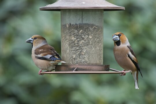 Hawfinch (Coccothraustes coccothraustes) at the feeder, Emsland, Lower Saxony, Germany