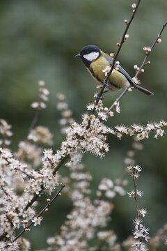 Great tit (Parus major), Emsland, Lower Saxony, Germany