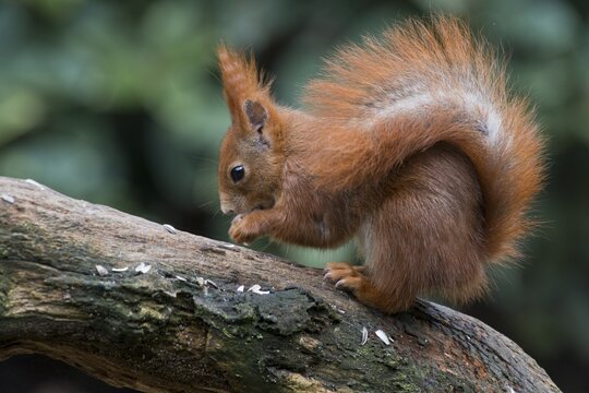 Eurasian red squirrel (Sciurus vulgaris), Emsland, Lower Saxony, Germany