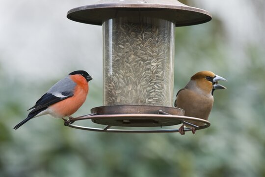 Eurasian bullfinch (Pyrrhula pyrrhula) and Hawfinch (Coccothraustes coccothraustes) at the feeder, Emsland, Lower Saxony, Germany
