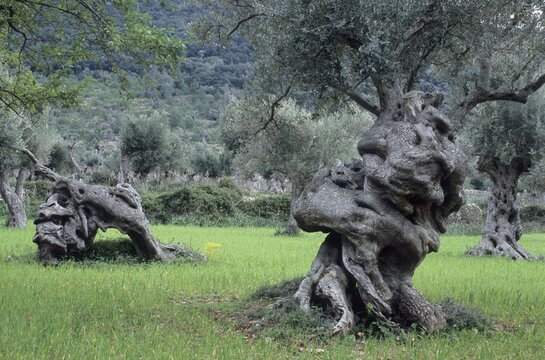 Olive (Olea europaea), Majorca, Spain