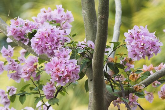 Bougainvilleas (Bougainvillea), Cayo Santa Maria, Cuba