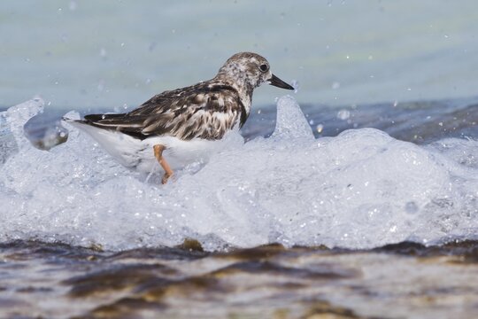 Ruddy turnstone (Arenaria interpres), Cuba