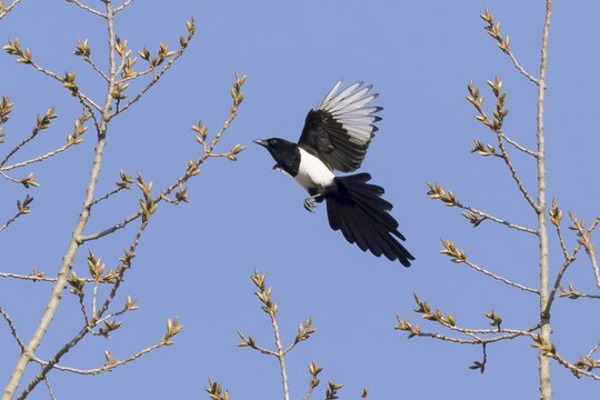 European magpie (Pica pica) approaching twig, Hesse, Germany