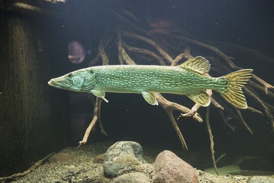 Pike (Esox lucius), M&uuml;ritzeum, Waren, Mecklenburg-Western Pomerania, Germany