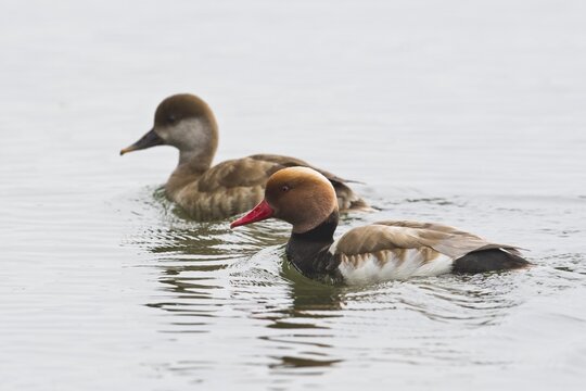 Red-crested pochards (Netta rufina), Mecklenburg-Western Pomerania, Germany