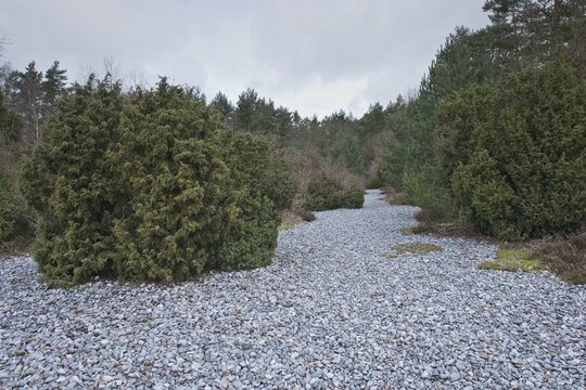 Flintstones and common juniper (Juniperus communis), Jasmund National Park, R&uuml;gen, Germany