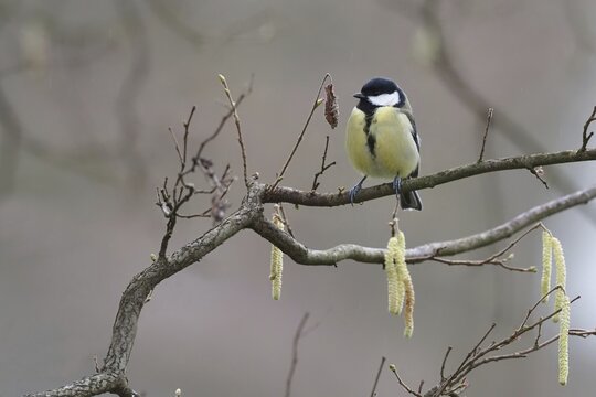 Great tit (Parus major) standing on branch of a hazel bush, Hesse, Germany