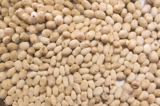 Cocoons of the domesticated silkmoth (Bombyx mori), Hanoi, Vietnam