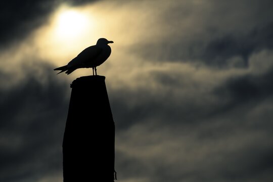 Seagull on pole in front of sun in backlight, Venice, Veneto, Italy