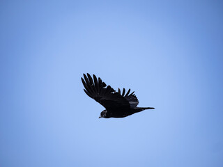 vulture in flight