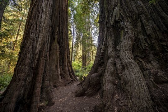 Trunks of two redwoods, coast redwood forest (Sequoia sempervirens), dense vegetation, Jedediah Smith Redwoods State Park, Simpson-Reed Trail, California, USA