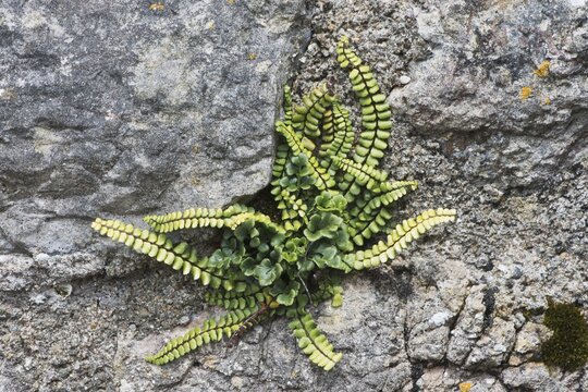 Maidenhair spleenwort (Asplenium trichomanes) on a wall, Tenby, Wales, Great Britain