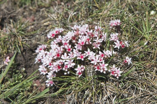 English stonecrop (Sedum anglicum), Pembrokeshire National Park, Wales, Great Britain