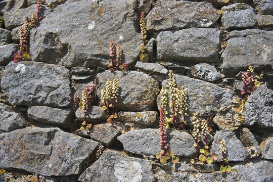 Penny-pies (Umbilicus rupestris), on a wall, Wales, Great Britain