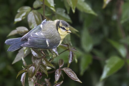 Young blue tit (Parus caeruleus), Wales, Great Britain